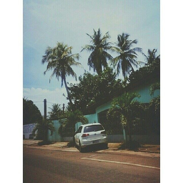 transfer print, tree, palm tree, auto post production filter, road, transportation, car, sky, street, growth, land vehicle, built structure, building exterior, architecture, mode of transport, nature, day, outdoors, city, no people