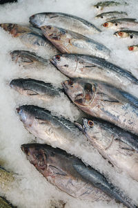 High angle view of fish for sale in market