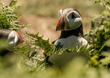 Close-up of puffin bird perching in ferns