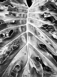 Full frame shot of water drops on plants