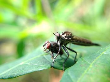 Close-up of fly on leaf