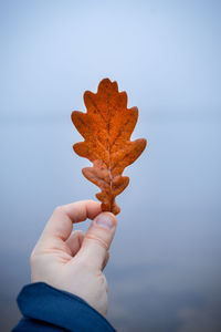 Close-up of hand holding maple leaves