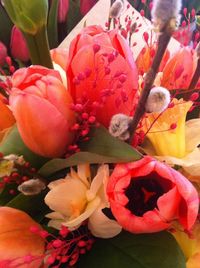 Close-up of pink flowers