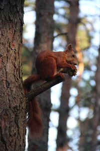 Squirrel on tree trunk