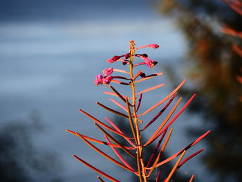 Close-up of plant against sky