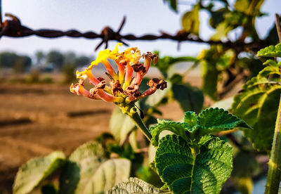 Close-up of yellow flowering plant