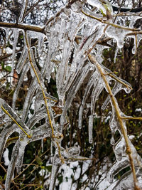 Close-up of frozen plants on land