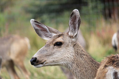 Close-up of deer on field