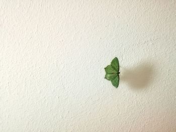 Close-up of plant against wall