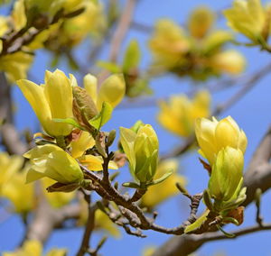 Close-up of yellow flowering plant against sky