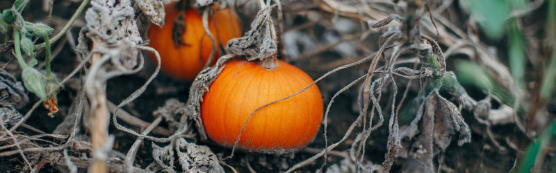 Close-up of pumpkins on field