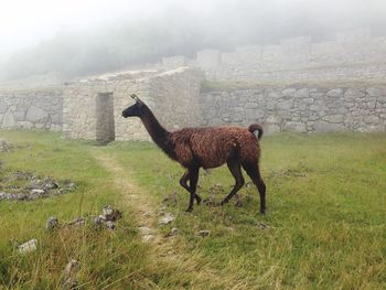 Horse standing in field