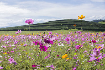 Close-up of pink cosmos flowers on field