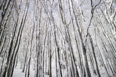 Full frame shot of wooden wall