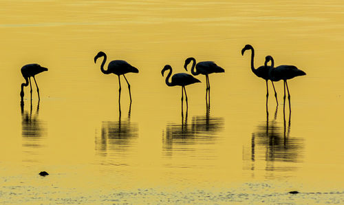 Flock of birds in lake