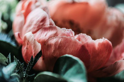 Close-up of red roses