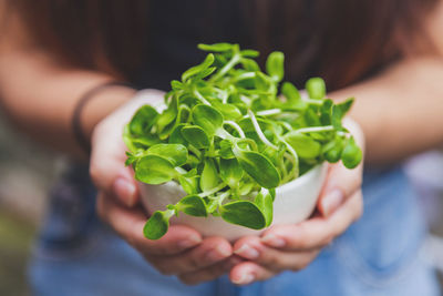 Close up a cup of sunflower sprout in a woman hands.