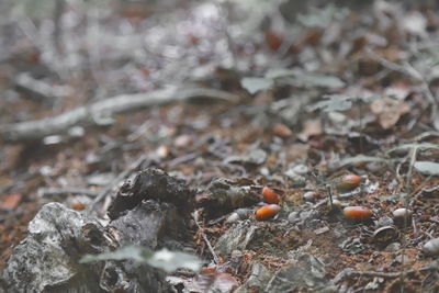 High angle view of snow on field