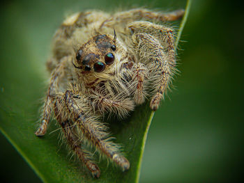 Close-up of jumping spider