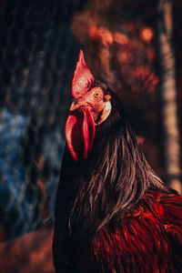 Close-up of rooster