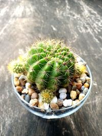 High angle view of succulent plant on table ,cactus