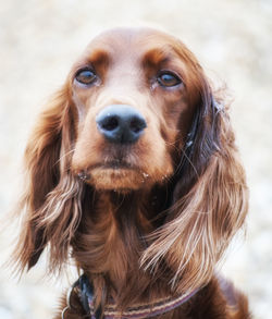 Close-up portrait of dog