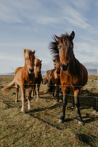 Icelandic horses in the field in iceland