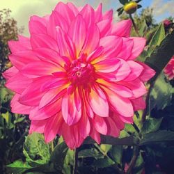 Close-up of pink flowers