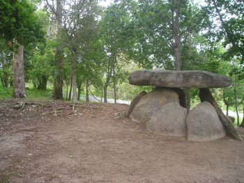 Trees in park