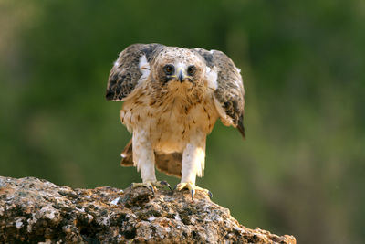 Close-up portrait of eagle