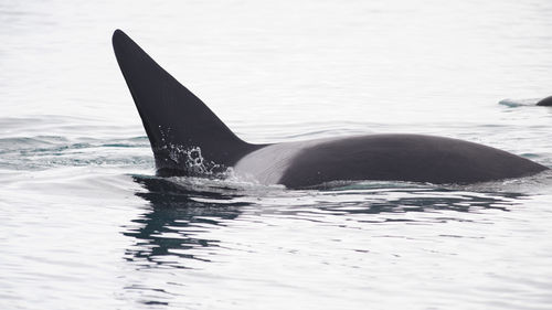 Killer whale swimming in sea at iceland