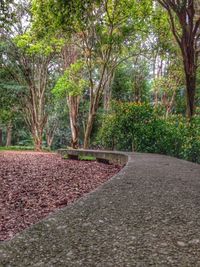 Walkway amidst trees in park