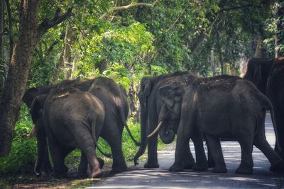 View of elephant in forest