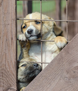 Portrait of dog in zoo