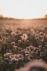 Surface level of land against clear sky