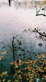 High angle view of leaves floating on lake