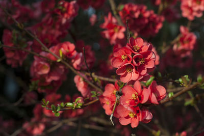 Close-up of pink cherry blossoms