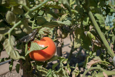 Close-up of tomatoes growing on tree