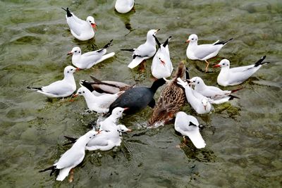 High angle view of seagulls in lake