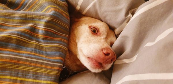 High angle view of dog sleeping on bed