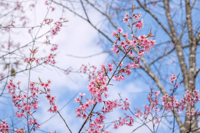 Low angle view of pink flowers blooming on tree