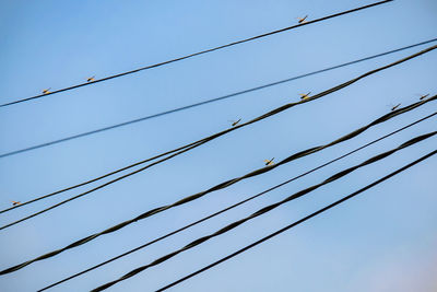 Low angle view of birds against clear sky