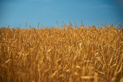 Close-up of wheat field against clear sky