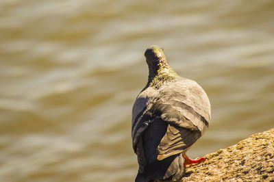 Close-up of pigeon perching on lake