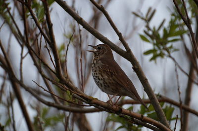 Low angle view of bird perching on tree