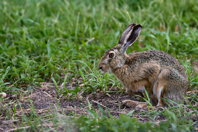 Close-up of rabbit on field