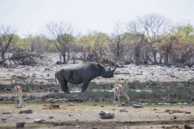 Rhinoceros and gazelles at desert
