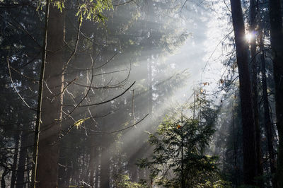 Sunlight streaming through trees in forest