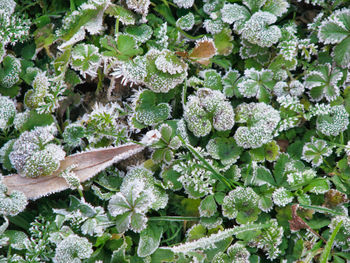 High angle view of frozen plants