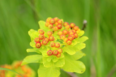 Close-up of flowering plant